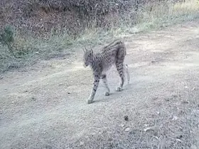 Çankırı’da "Ormanın hayaleti" vaşak görüntülendi
