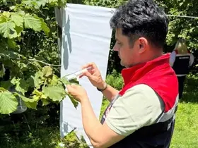 Çarşamba Ovası’nda kokarcayla mücadele
