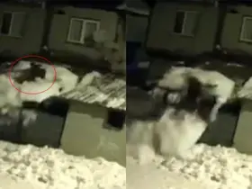Çatıdaki karı temizlerken kar kütlesiyle zemine düştü
