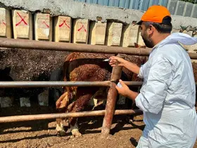 Çay’da ithal besilik hayvanlara sağlık kontrolü
