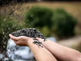 Çayırlı’da "doğanın sarı gelini" ayçiçeğinde hasat başladı
