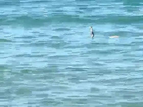 Çeşme’de denizde yılan paniği
