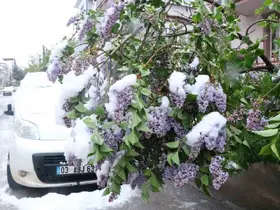 Çiçek açan ağaçlar kar altında kaldı
