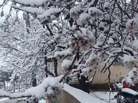 Çiçek açan ağaçlar yağan karla beyaza büründü
