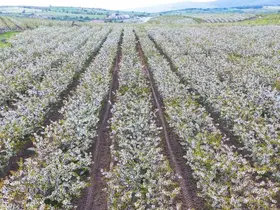 Çiçek açan kiraz ağaçlarının manzarası hayran bıraktı
