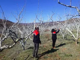 Çiftçilere bordo bulamacı uyarısı
