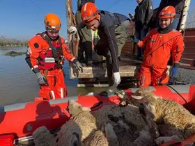 Çiftliklerde mahsur kalan hayvanlar botla kurtarılıyor
