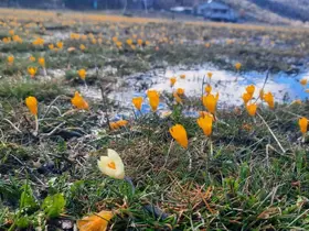 Çiğdemlerin açtığı Bartlı Yaylası’nda görsel şölen
