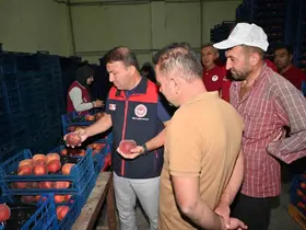 Çivril’de şeftalinin üretimden pazarlamaya yolculuğu incelendi
