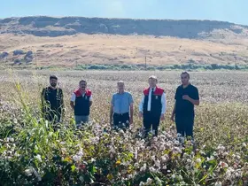 Cizre’de ’beyaz altın’ mesaisi başladı
