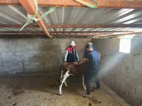 Cizre’de hayvan aşılama ve küpeleme çalışmaları sürüyor
