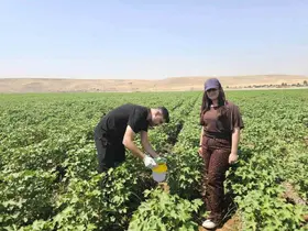 Cizre’de pamuk tarlalarına "Feromon Tuzaklı" koruma

