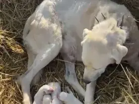 Çoban köpeği sürünün başında doğum yaptı
