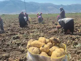 Çölovası’nda patates hasadı sürüyor
