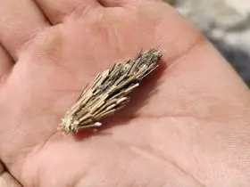 Çöp sandığı canlı "mantolu böcek" çıktı
