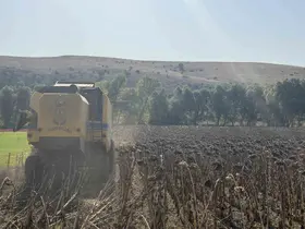 Çorum Belediyesinin atıl arazide yetiştirdiği ayçiçek hasat edildi
