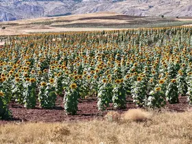 Cumhurbaşkanı’nın çağrısı yanıt buldu, Sivas’ta ayçiçeği üretimi geçen yıla göre yüzde 109 arttı
