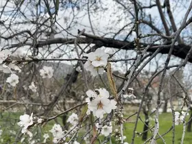 Datça’da badem ağaçları kış ortasında çiçek açtı
