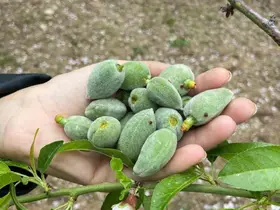 Datça’nın ünlü ‘çağla badem’i tezgaha inmeye hazır

