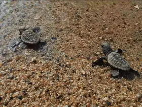 Deniz kaplumbağalarında yavru çıkışları sürüyor
