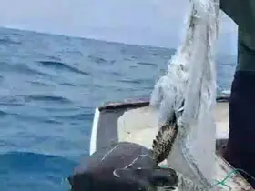 Denize atılan çuvala dolanarak hayat mücadelesi veren caretta carettayı balıkçı kurtardı
