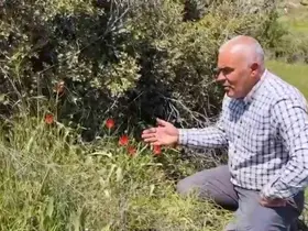 Denizli’de anemon lalesi yetişti
