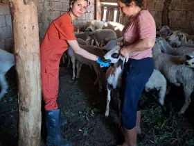 Denizli’de küçükbaş hayvanlara yönelik aşılama ve küpeleme çalışmaları sürüyor
