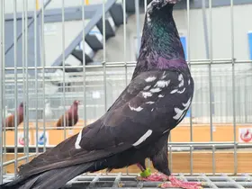 Denizli’nin asırlık mirası Dolapçı güvercinleri güzellikleriyle büyüledi
