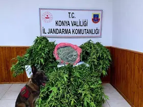 Depo görünümlü alana kenevir eken şüpheli yakalandı

