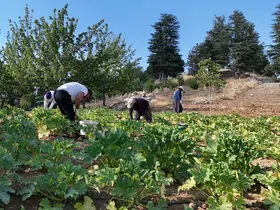 Deprem sonrası hayatını yeniden inşa etti, köyüne döndü: Şimdi kabak yetiştiriyor
