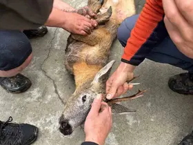 Derede mahsur kalan karaca kurtarıldı
