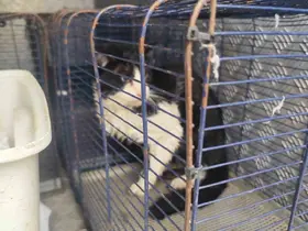 Derede mahsur kalan kedi kurtarıldı
