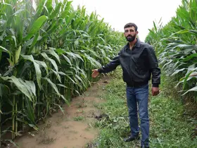 Dereden taşan su, 300 dönümlük araziyi su altında bıraktı
