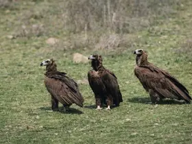 Dev kanatlar Kızılcahamam’da görüntülendi
