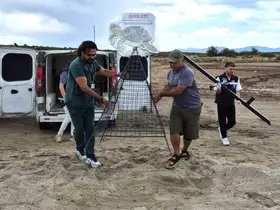 Didim Belediyesi ekiplerinin dikkati carettayı çakallardan korudu
