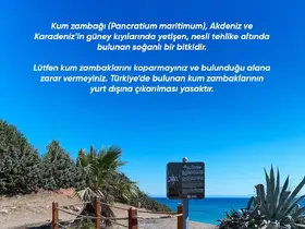Didim Belediyesi Kum Zambağı’nı koruma altına aldı
