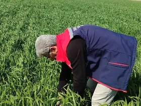 Didim’de hububat ekili araziler temiz çıktı
