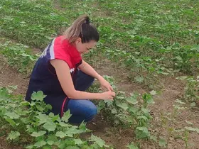 Didim’de pamuğun gelişimi takip edildi
