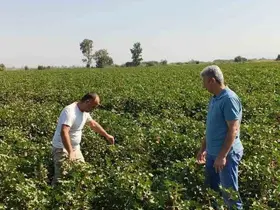 Didim’de pamuk tarlalarında zararlı denetimi
