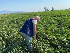 Didim’de zararlı yoğunluğuna rastlanmadı
