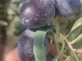 Didim’de zeytin üreticilerine zeytin sineği uyarısı
