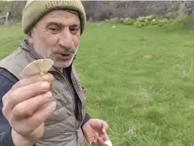 Diyarbakır kırsalında çıkan mantarlar toplanmaya başlandı
