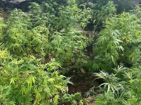 Diyarbakır’da 44 bin 327 kök kenevir ele geçirildi
