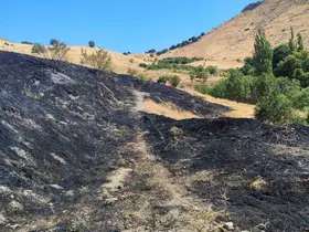 Diyarbakır’da anız yangını
