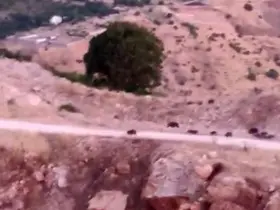Diyarbakır’da domuz sürüsü
