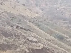 Diyarbakır’da domuz sürüsü görüntülendi

