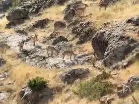 Diyarbakır’da Gelincik Dağı’nda sürü halinde gezen dağ keçileri görüntülendi
