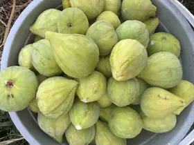 Diyarbakır’da incir hasadı
