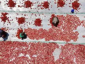 Diyarbakır’da mevsimlik işçilerin yaptığı iş kavurucu sıcak gerektiriyor
