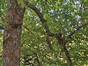 Diyarbakır’da sincapların ağaç üstündeki kovalamacası kameralara yansıdı
